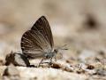 Polyommatus admetus (Anormal Çokgözlü)